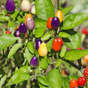 Bolivian Rainbow Pepper Seeds - The Pepper Pantry (Formerly Marie Sharp's)